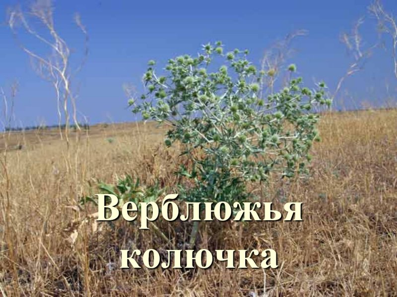 Среднеазиатская колючка