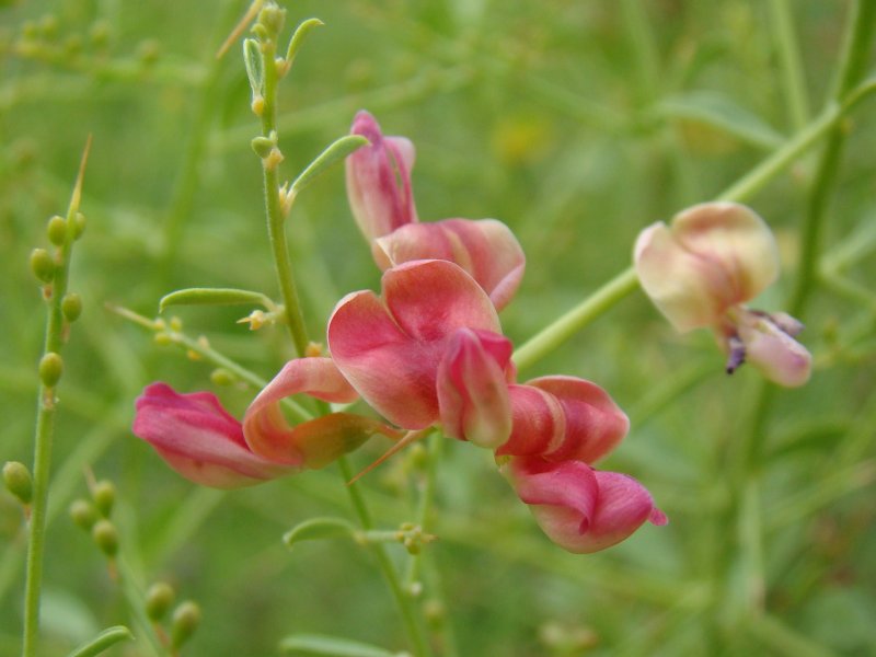 Alhagi Persarum