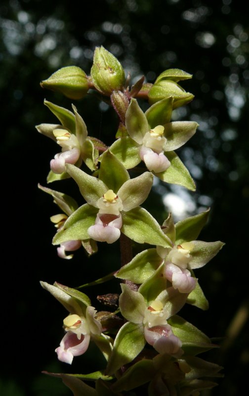 Conioselinum palustris