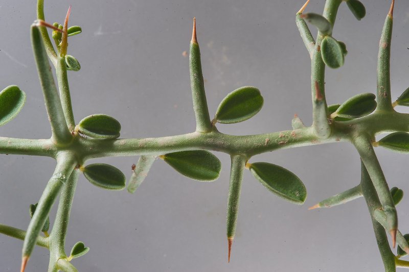 Salsola Soda растение