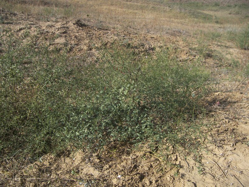 Alhagi maurorum