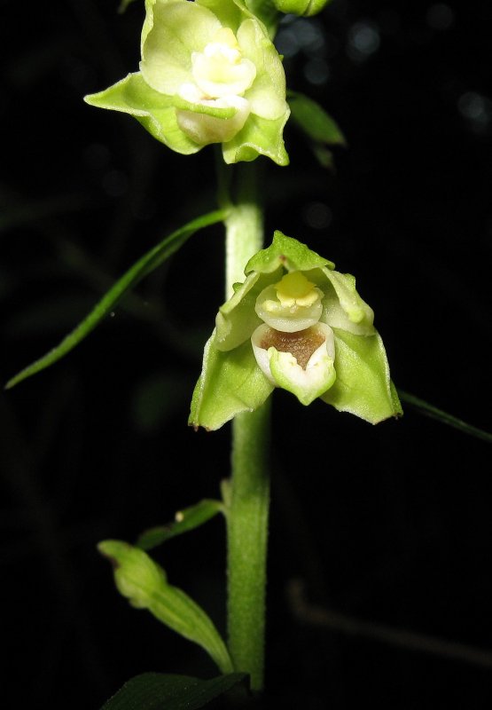 Дремлик темно-красный Epipactis atrorubens