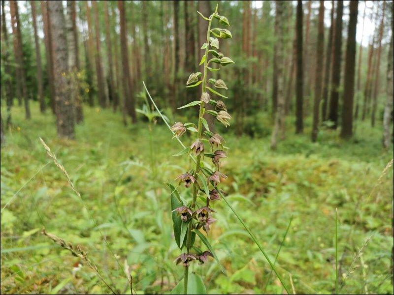 Epipactis royleana