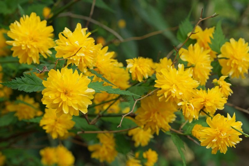 Керрия японская Aureovariegata