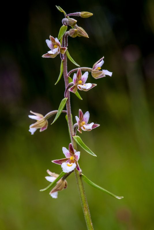 Дремлик Epipactis palustris