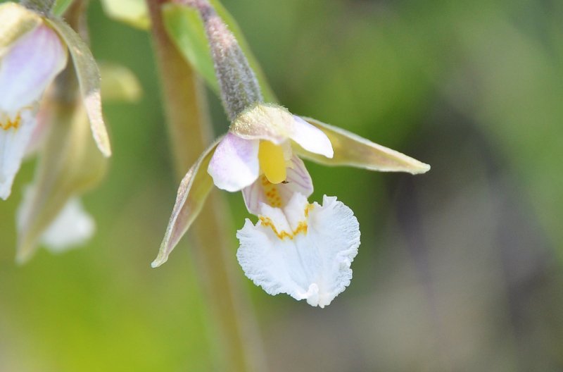 Epipactis thunbergii