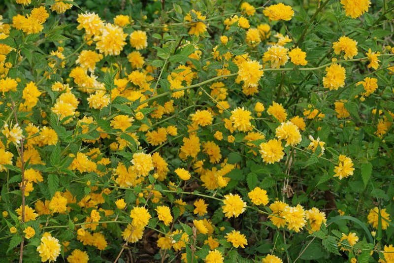 Керрия японская (Kerria japonica) с2