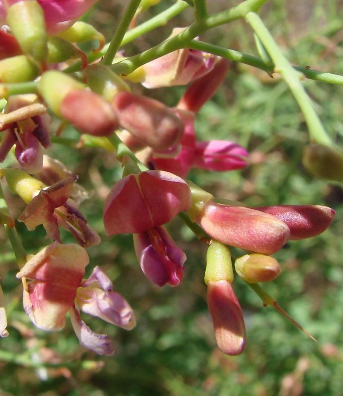 Alhagi camelorum