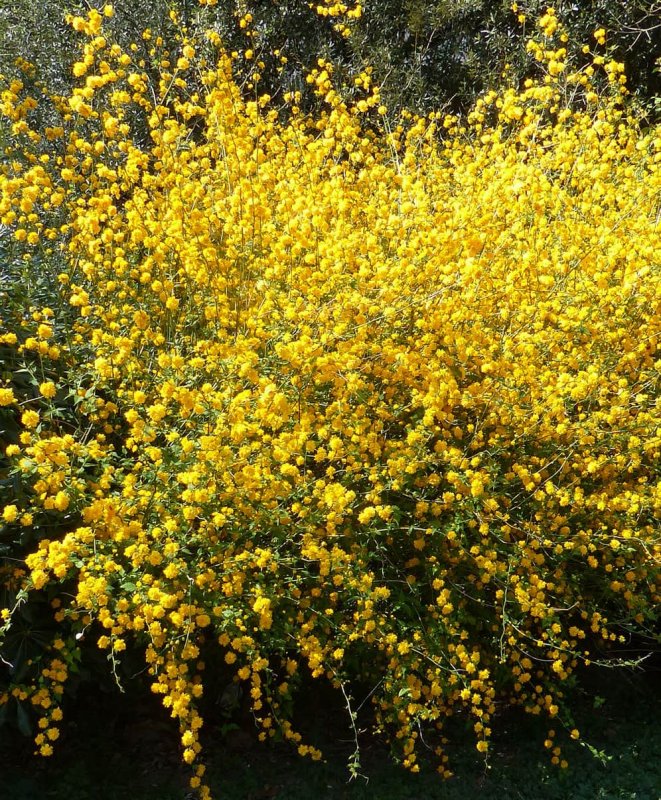 Керрия японская (Kerria japonica)
