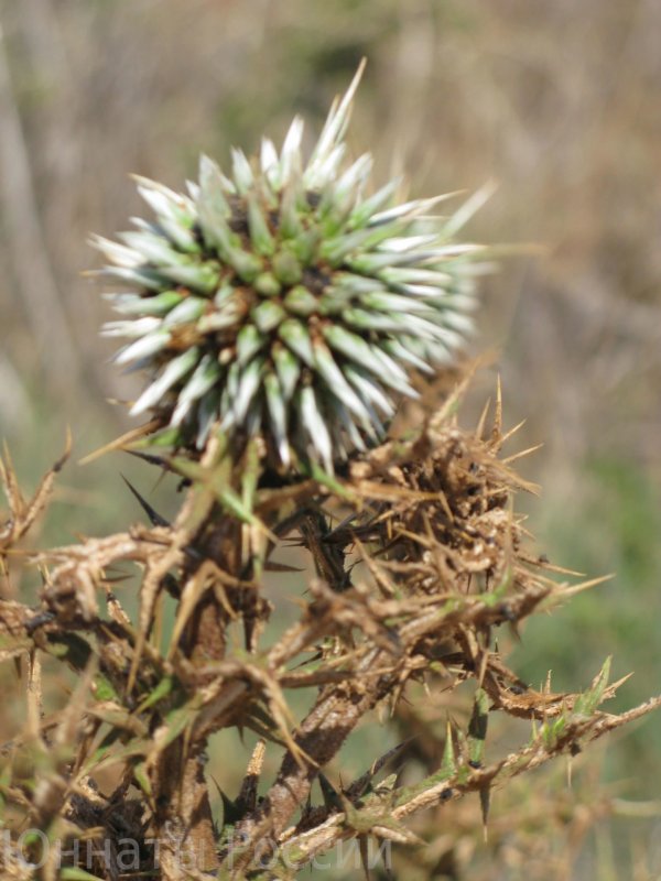 Рогач (Ceratocarpus)