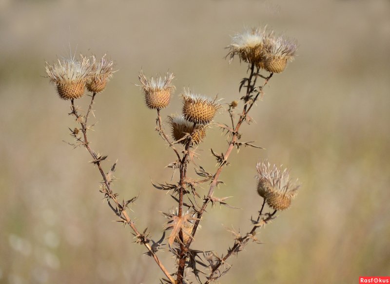 Alhagi camelorum