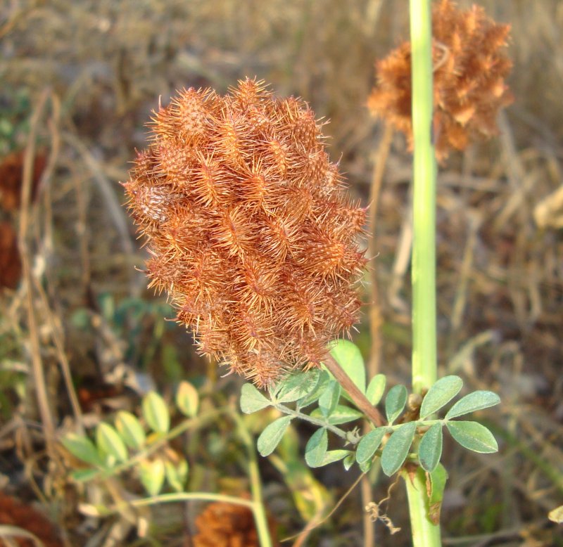 Salsola orientalis