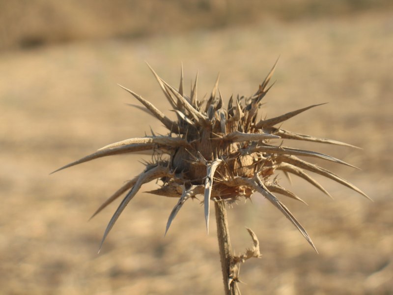 Ceratocarpus arenarius