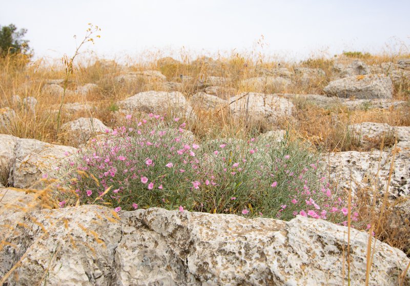 Salsola crassa