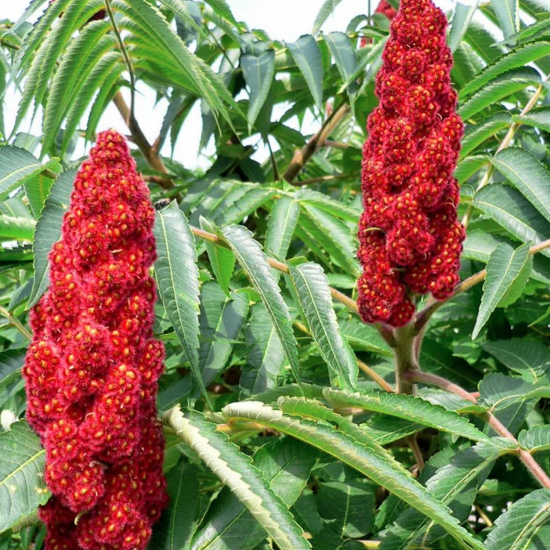 Сумах оленерогий Rhus typhina