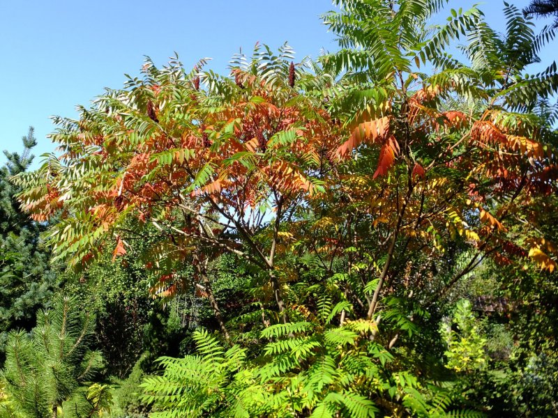 Rhus typhina (Сумах уксусный) 'dissecta'