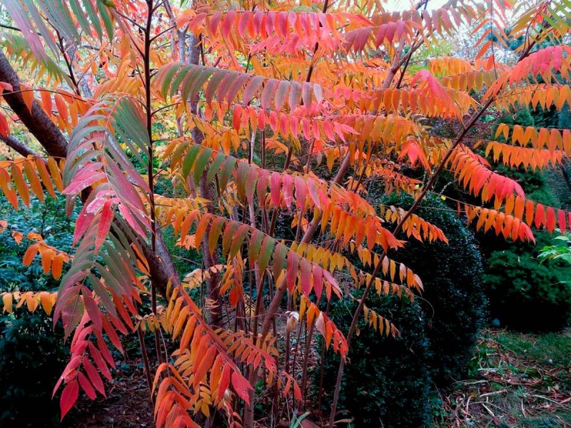 Сумах оленерогий Rhus typhina
