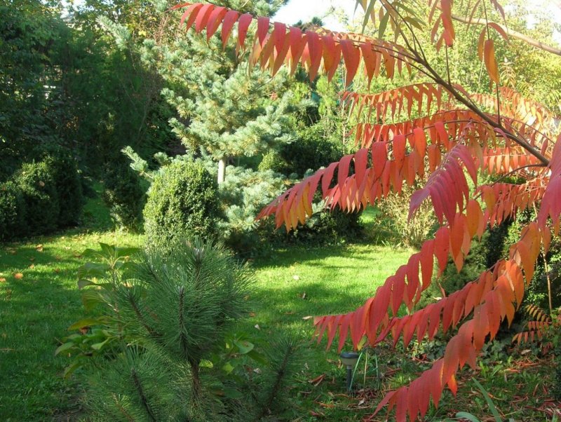 Сумах оленерогий, пушистый, уксусное дерево (Rhus typhina).