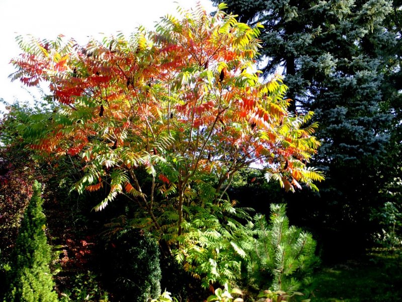 Сумах оленерогий Rhus typhina