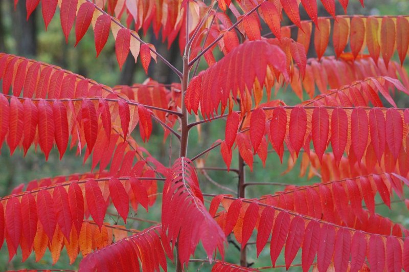 Сумах оленерогий Rhus typhina