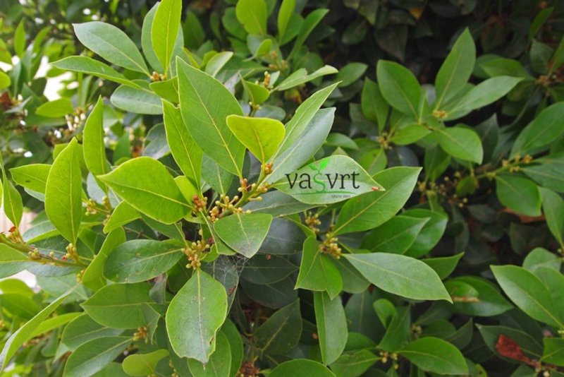 Лавр Laurus Nobilis