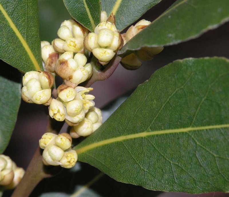 Лавра благородного (Laurus Nobilis)