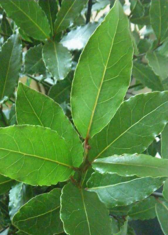 Лавр Laurus Nobilis плод