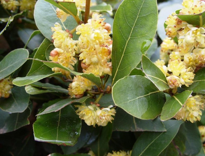 Cinnamomum camphora