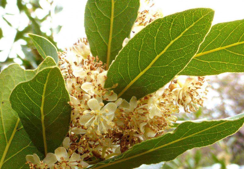 Лавр Laurus Nobilis
