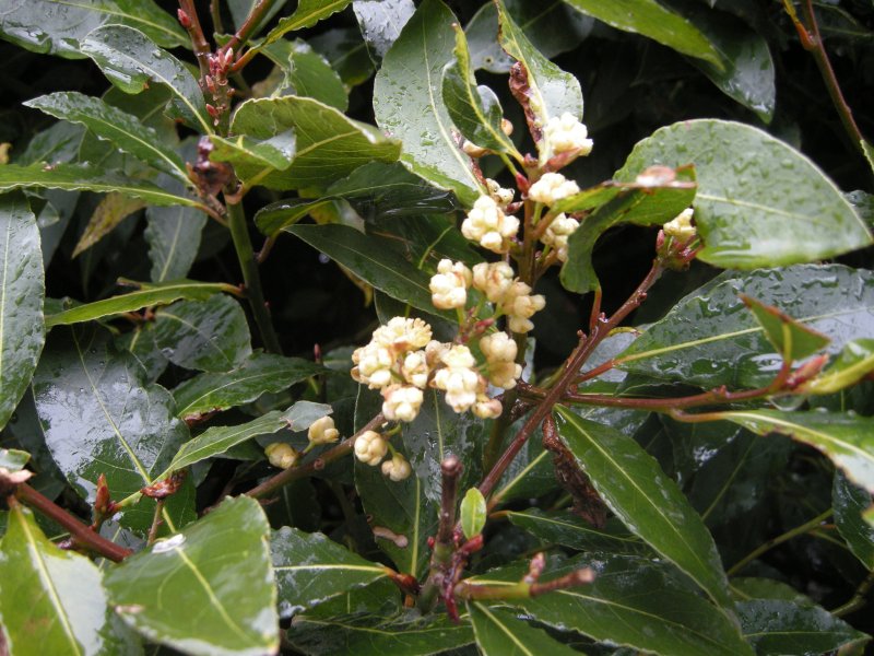 Laurus canariensis