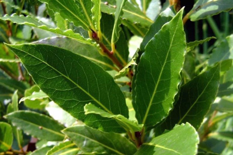 Лавр Laurus ягода
