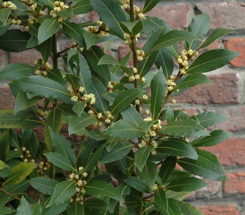 Лавр Laurus Nobilis