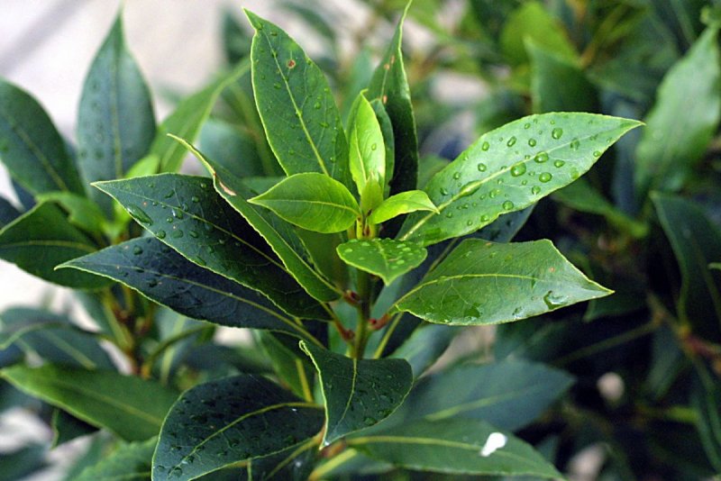 Лавр Laurus Nobilis