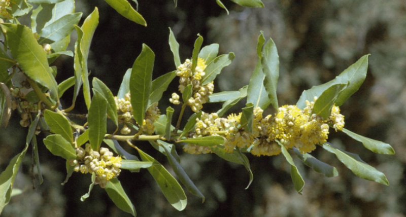 Лавр благородный (Laurus Nobilis)