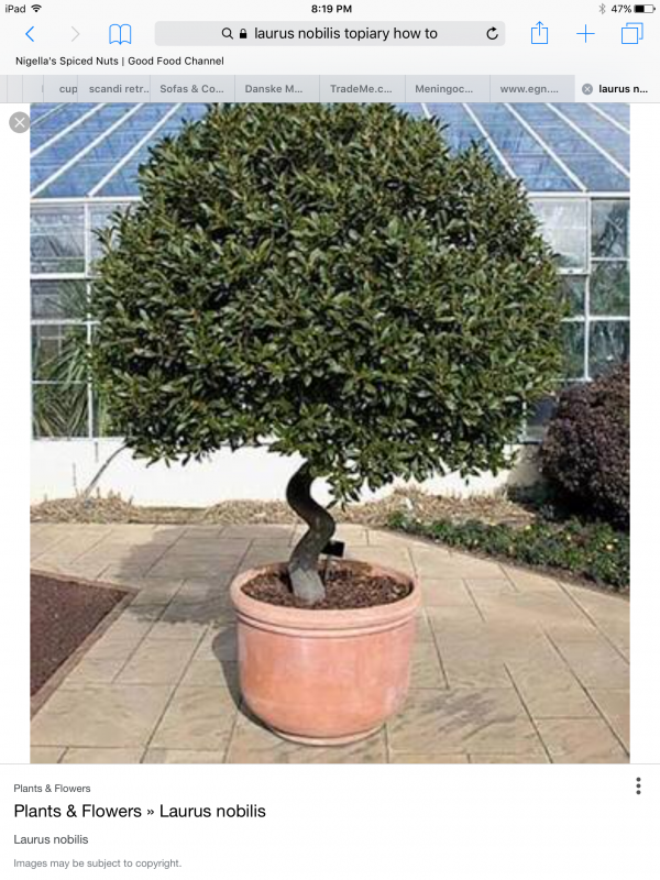 Laurus Nobilis
