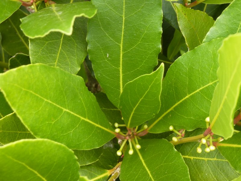Лавр Laurus Nobilis