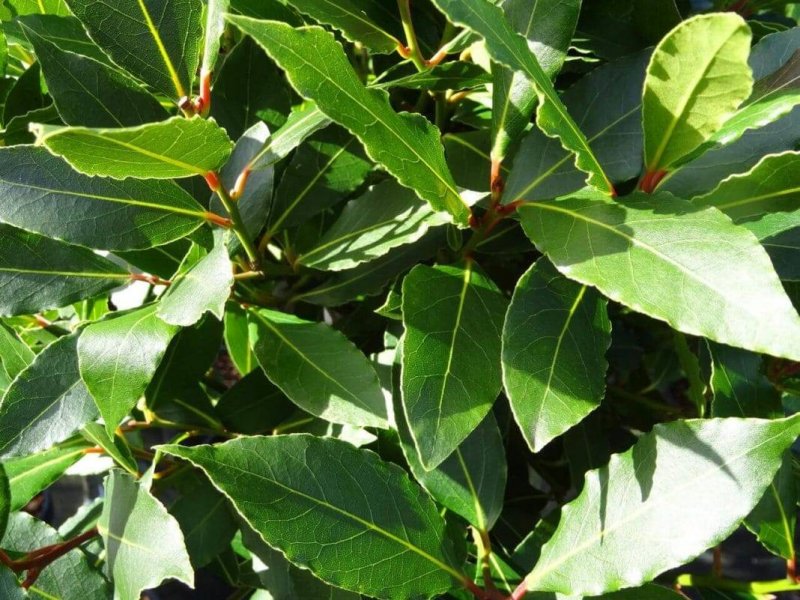 Лавр благородный Laurus Nobilis узколистный