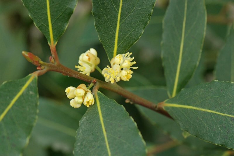 Лавр благородный (Laurus Nobilis)