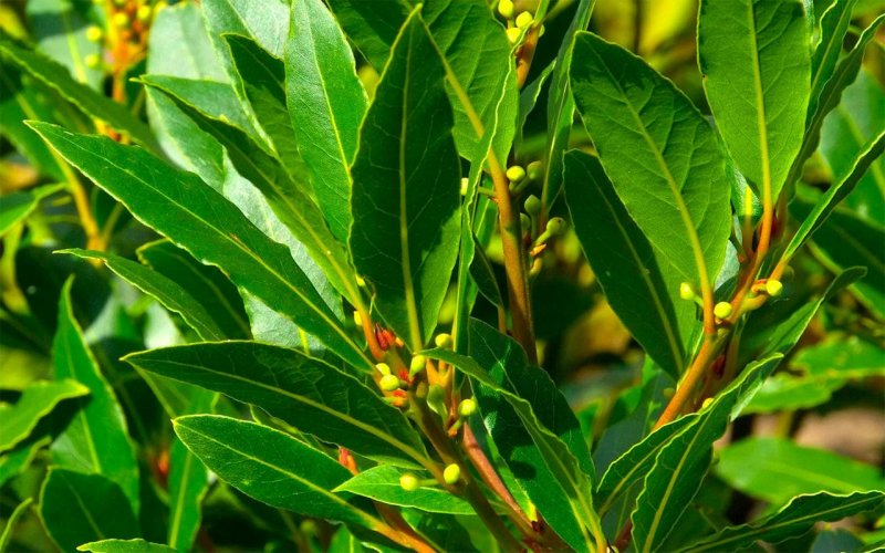 Лавр благородный (Laurus Nobilis)