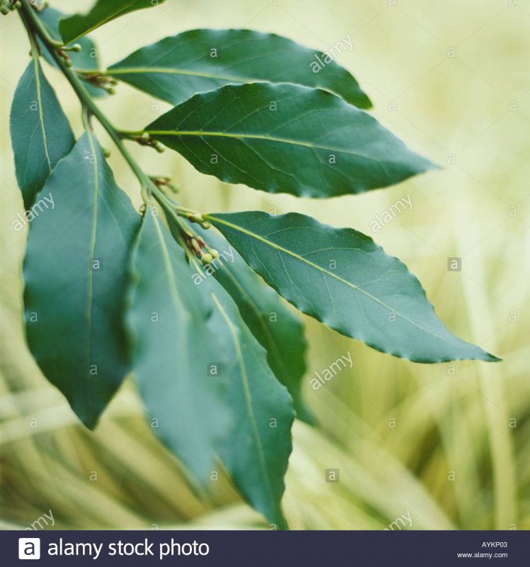 Лавр Laurus Nobilis