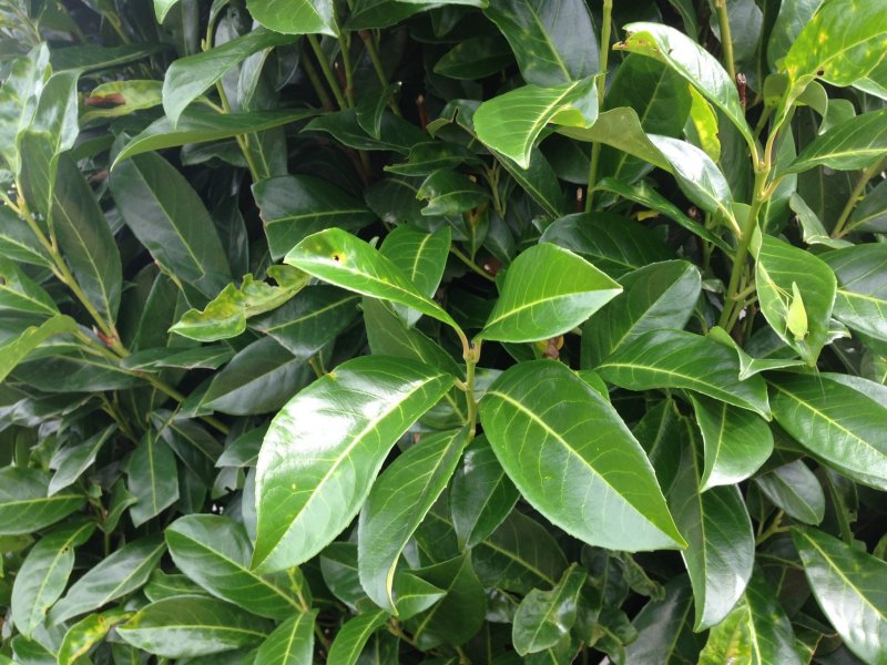 Лавр благородный (Laurus Nobilis)