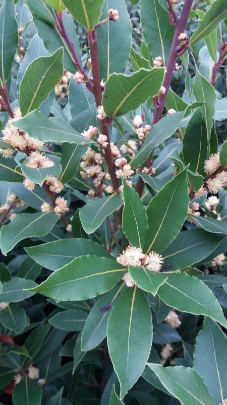 Лавр благородный (Laurus Nobilis)