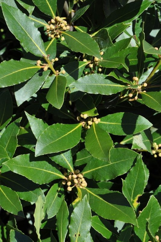 Laurus Nobilis