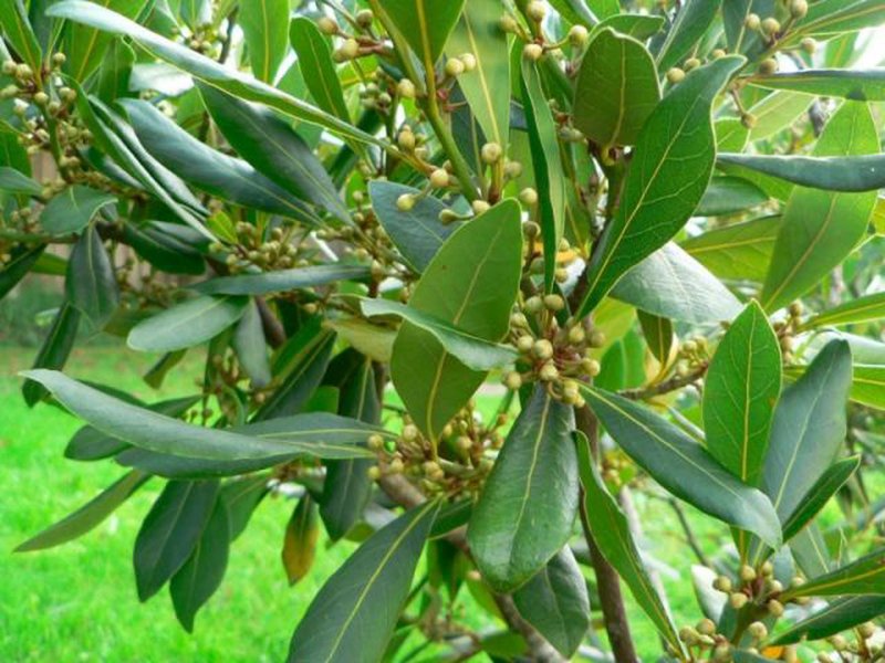 Laurus Nobilis (Bay Tree)