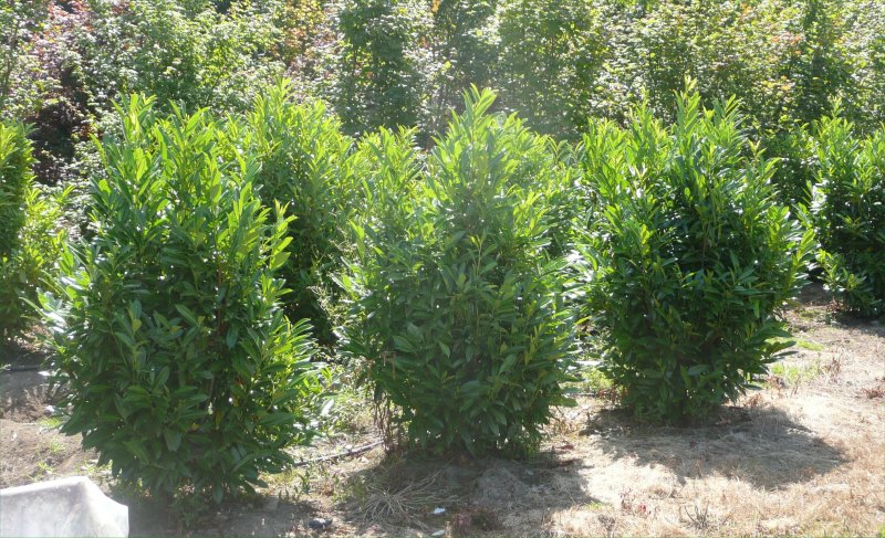 Лавр благородный (Laurus Nobilis)