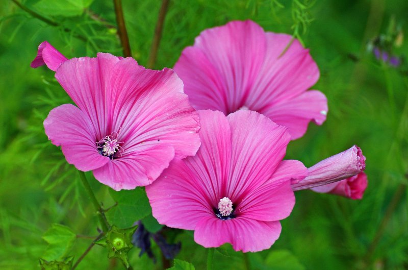 Lavatera mauritanica