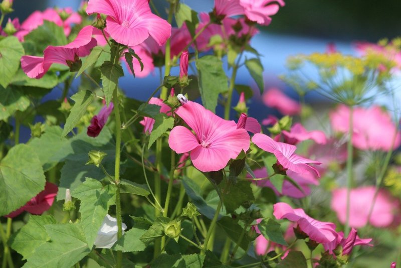 Lavatera trimestris