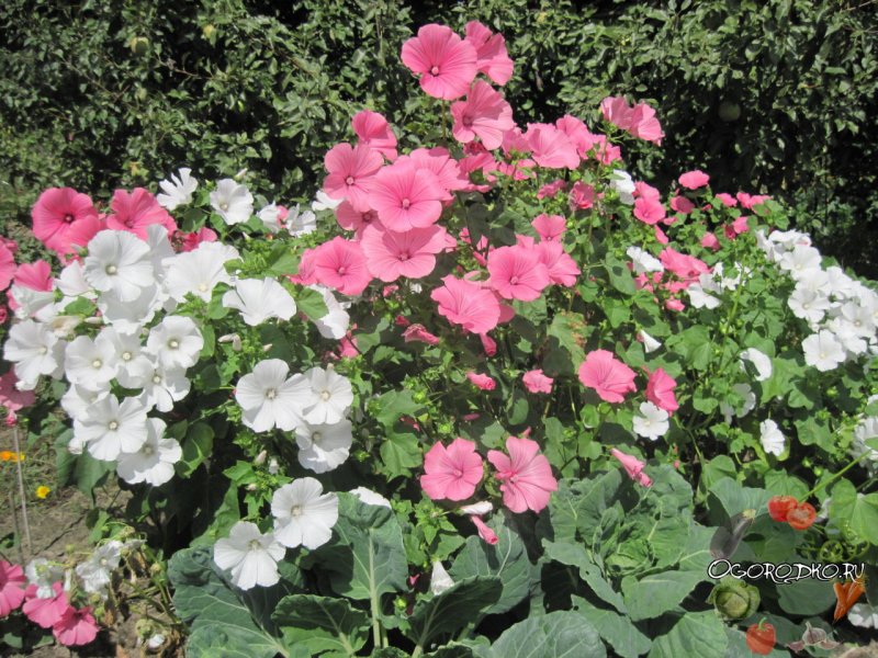 Alcea setosa