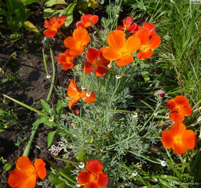 Eschscholzia californica эшшольция Калифорнийская