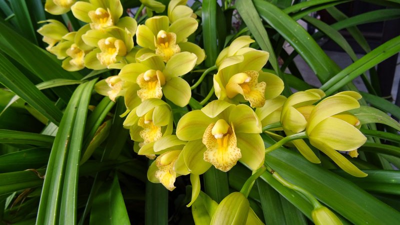 Орхидея Cymbidium